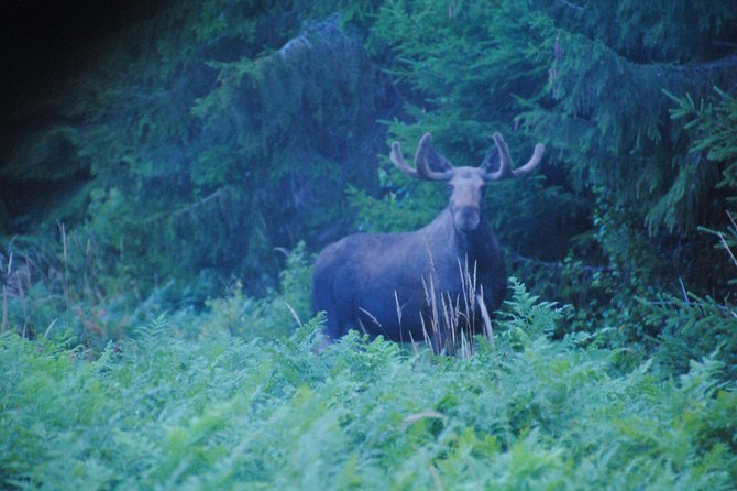 Moose Safari in the Wild Sweden Tiveden - Health and Safety Information