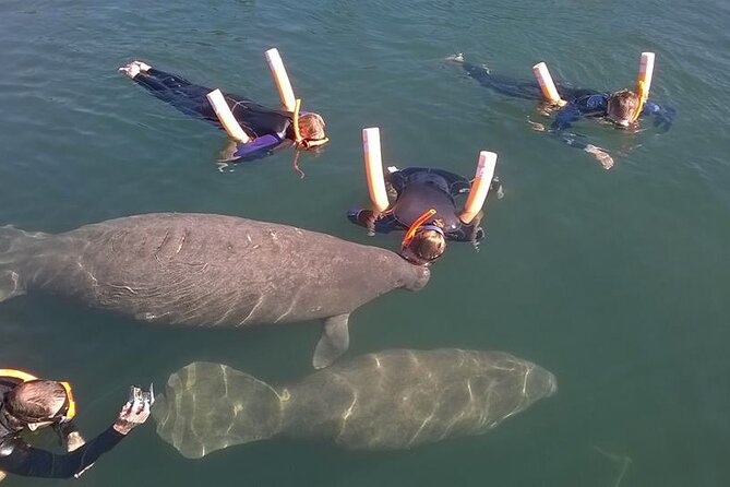 Most Popular 3hr Manatee Swim Tour + In-Water Guide! - Whats Included