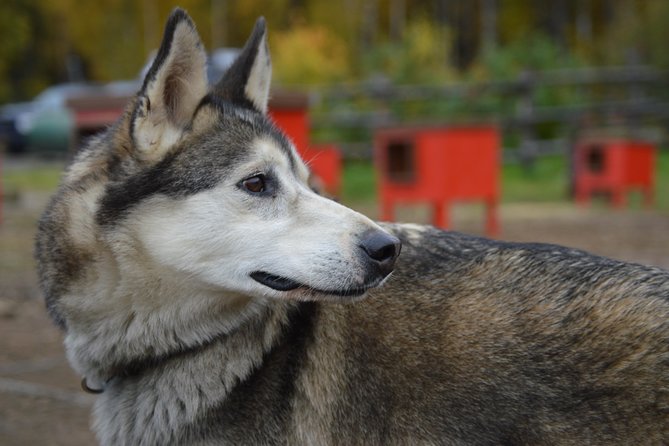 Mush Your Own Sled Dog Team (Summer/Fall Tour) - Whats Included