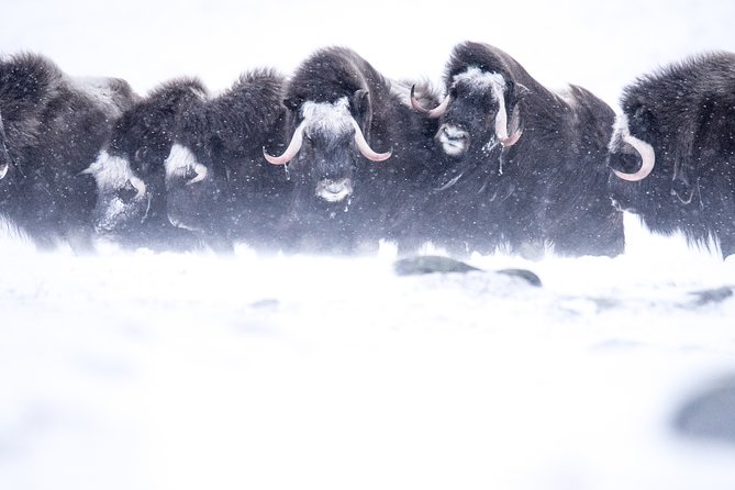 Musk Ox Safari in Dovrefjell National Park From Oppdal - Opportunity to See Musk Ox