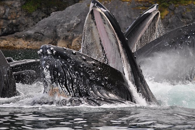 Narrated Whale Watching Cruise With Glacier View Stop - Accessibility and Participation