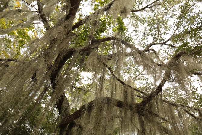 New Orleans Airboat Ride - Wildlife and Scenery