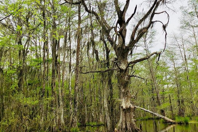 New Orleans Self-Transport Swamp and Bayou Boat Tour - Custom-Designed Boat for Optimal Wildlife Viewing
