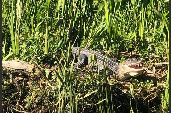 New Orleans Swamp Tour Boat Adventure - Inclusions and Logistics