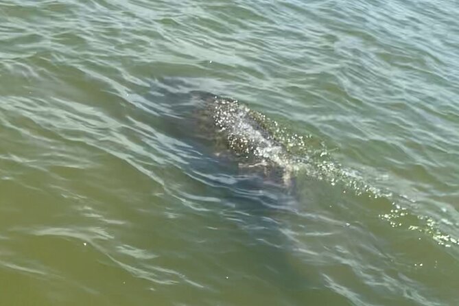 New Smyrna Dolphin and Manatee Kayak and SUP Adventure Tour - Tour Logistics