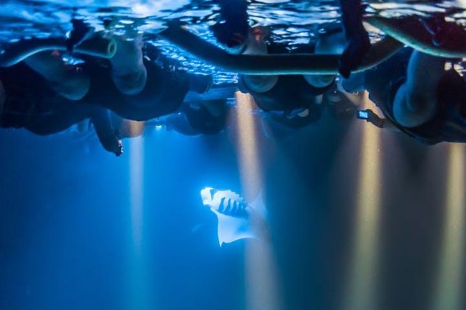 Night Manta Ray Experience - Additional Information