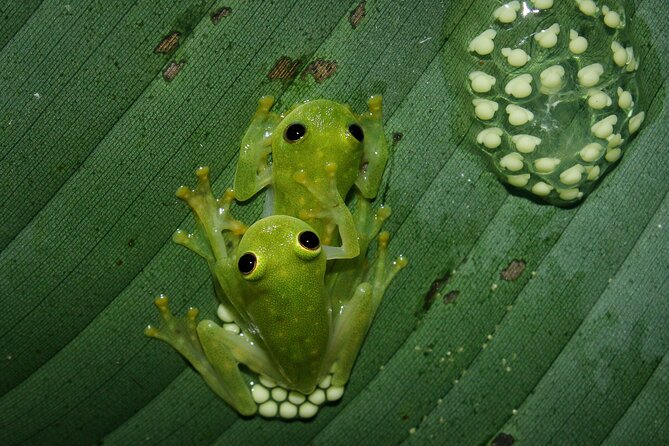 Night Tour La Fortuna - Inclusions