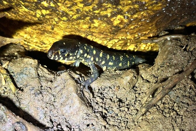 Night Tour - Wildlife Observation