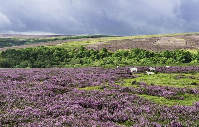 North York Moors and Whitby Day Tour From York - Pickering and the North Yorkshire Moors