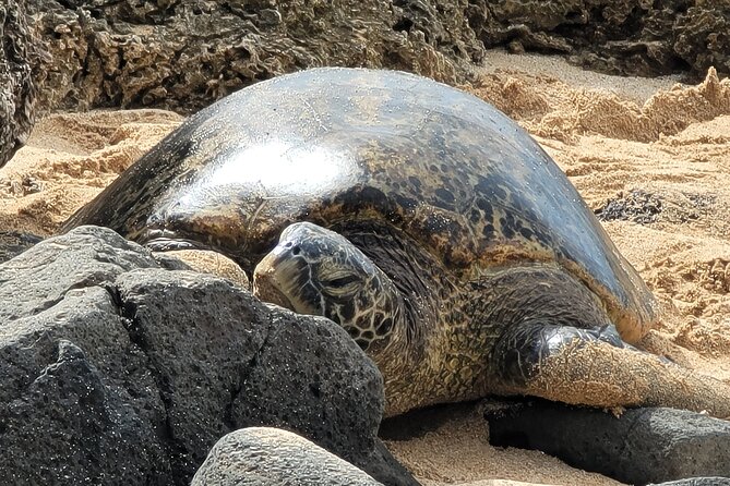 Oahu Fun Circle Island Tour With Pickup - Itinerary Highlights