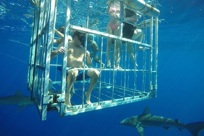 Oahu Shark Dive - Shark Sightings and Diversity