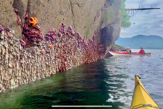 Orca Cove Sea Kayaking - Wildlife and Scenery