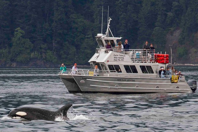 Orcas Island Whale Watching - Wildlife Sightings