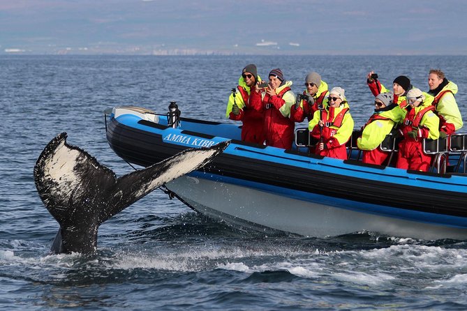 Original Big Whale Safari and Puffins RIB Boat Tour From Húsavík - Wildlife and Sightings