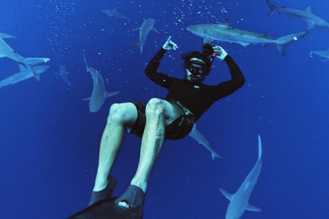 Pelagic Shark Dive Tour - Preparing for the Dive