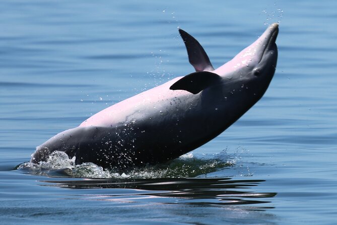 Pensacola Beach Jolly Dolphin Cruise and Scenic Bay Tour - Inclusions and Amenities