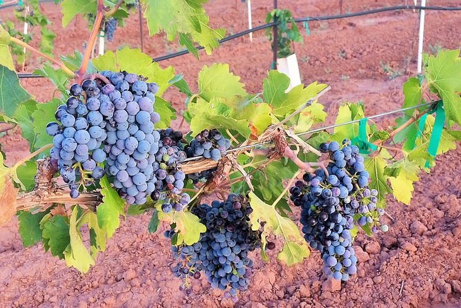 PistachioLand Farm Tour - Customer Feedback and Testimonials