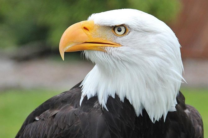 PREMIUM Sitka Scenic Tour - Meeting and Pickup Details
