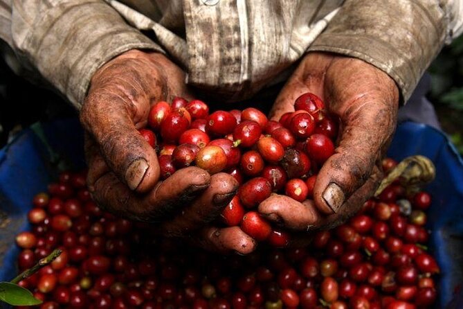 Private Half-Day Coffee Tour at Family Farm Close to Medellín! - Tour Experience and Learning