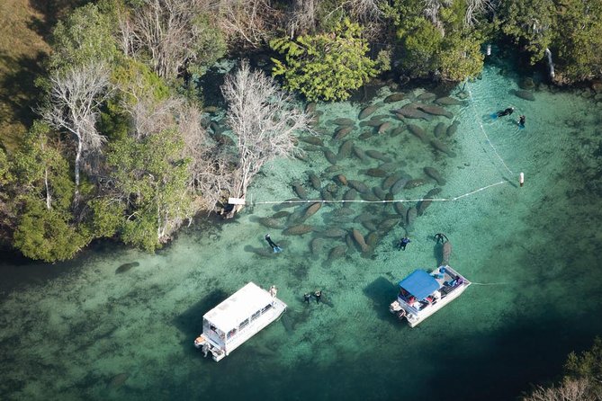 Private Manatee Swim for up to 6 With In-Water Divemaster/Photographer - Inclusions and Comfort
