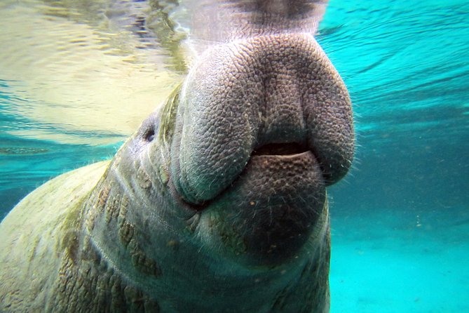 Private OG Manatee Snorkel Tour With Guide for up to 10 People - Experience Highlights