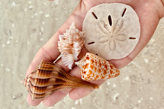 Private Shelling and Dolphin Excursion - The Relaxed Shelling Adventure