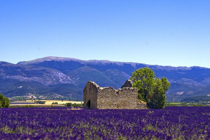 Provence Lavender Fields Tour From Aix-En-Provence - Experience Highlights