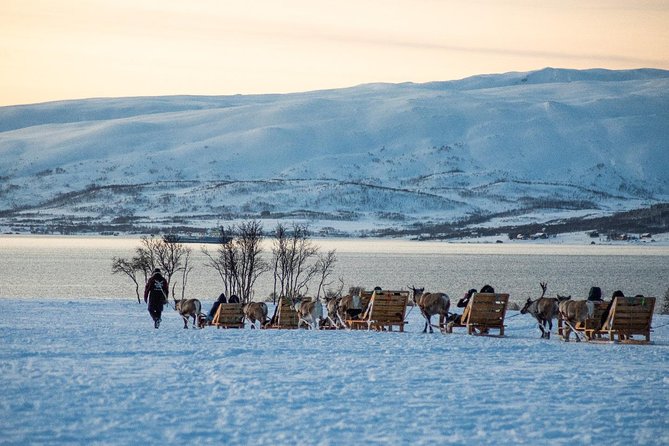 Reindeer Sledding Experience and Sami Culture Tour From Tromso - Itinerary and Activities