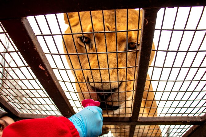Safari Park, Wild Experience - Meeting and Pickup