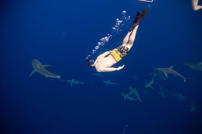 Safe and Educational Shark Dive From Haleiwa: Sharks Guaranteed - Exploring Shark Species and Characteristics