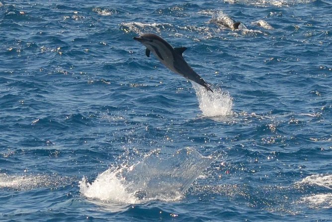 San Diego Whale Watching Tour - Highlights