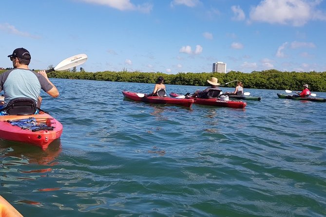 Sarasota Guided Mangrove Tunnel Kayak Tour - Experience Details