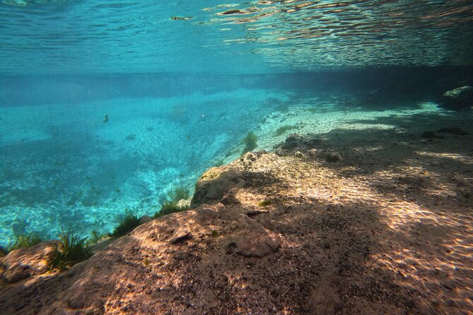 Semi-Private Manatee Swim Tour With In-Water Guide/Photographer - Customer Reviews and Feedback