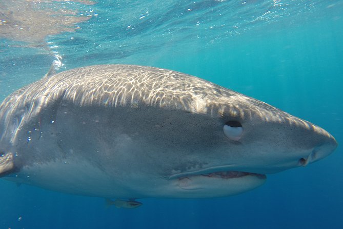 Shark Cage Diving In Oahu - Encounter With Galapagos and Sandbar Sharks
