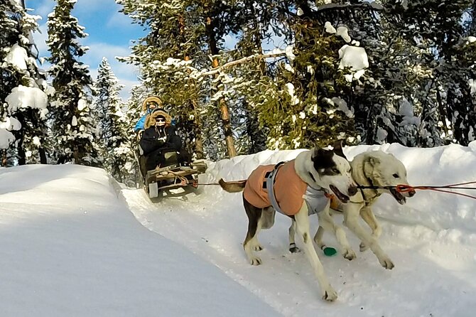 Sit Down Husky Ride Dog Sled Tour in Kiruna - Inclusions and Amenities