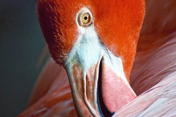 Skip the Line: Flamingo Gardens Admission Ticket in Fort Lauderdale - Admission Details and Amenities