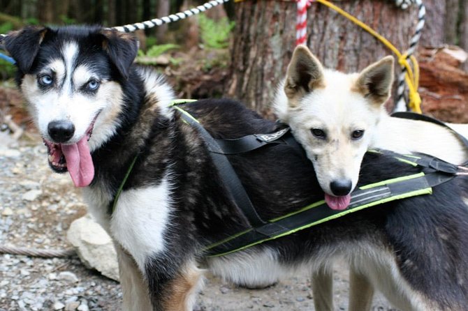 Sled Dog Adventure in Skagway - Meeting and Logistics