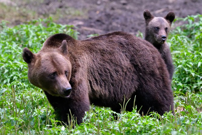 Small-Group Brown Bear-Watching Experience From Brasov - Inclusions and Transportation