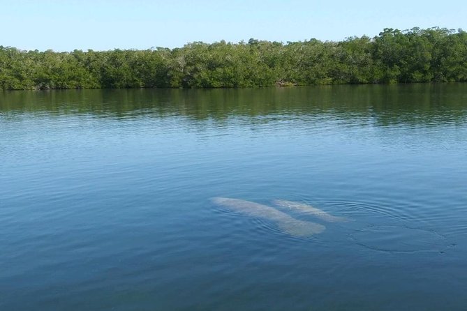 Small Group Florida Keys Eco Tour by Boat - Wildlife Sightings and Ecosystems
