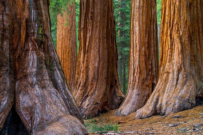 Small-Group Giant Redwoods and Russian River Wine Country Trip - Exploring the Armstrong Redwoods