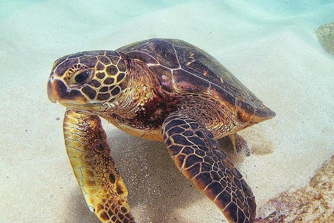 Small Group Grand Circle Island Tour: Snorkel With the Turtles - Pickup and Meeting Details