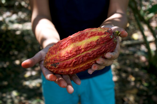 Small Group Guayaquil and Cocoa Farm Full-Day Tour - Tour Experience and Activities