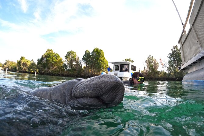 Small Group Manatee Swim Tour With In Water Guide - Experience Highlights