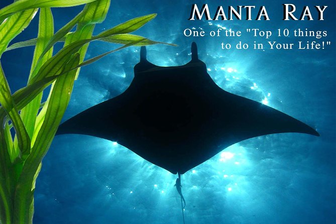 Small-Group Manta Ray Moonlight Snorkel From Kona - Safety and Requirements