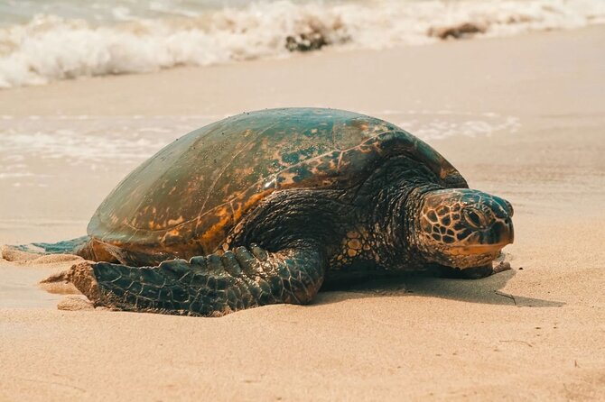 Small Group North Shore Circle Island Tour Oahu - Accessibility and Additional Info