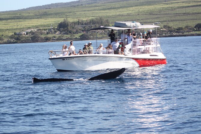 Small-Group Whale Watching Adventure - Tour Specifications
