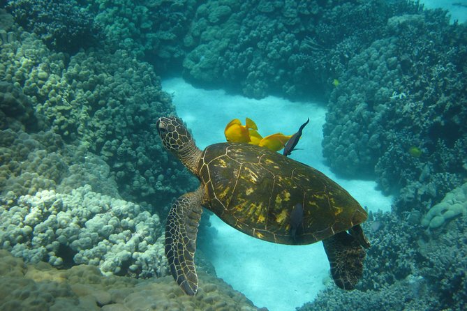 Snorkel Tour to Captain Cook Monument Kailua-Kona, Big Island - Historical Significance of Captain Cooks Monument