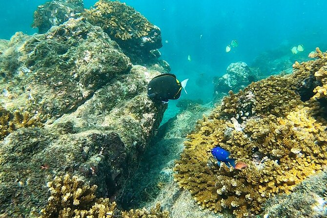 Snorkeling Tour in Caño Island With Lunch From Drake Bay - Snorkeling Experience