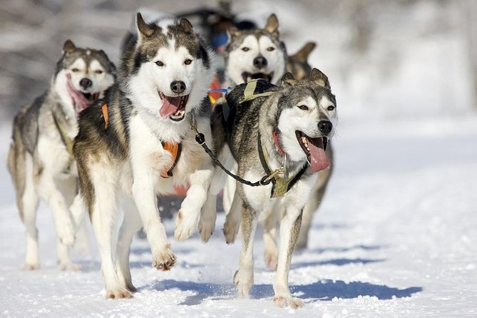 Snowy Trails 10KM Husky Safari From Rovaniemi - Highlights of the Adventure