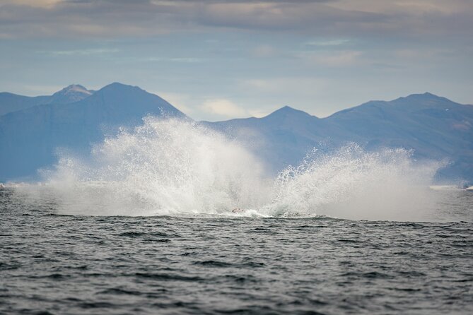 Speedboat Whale Watching Small-Group Tour in Reykjavik - Marine Life Encounters